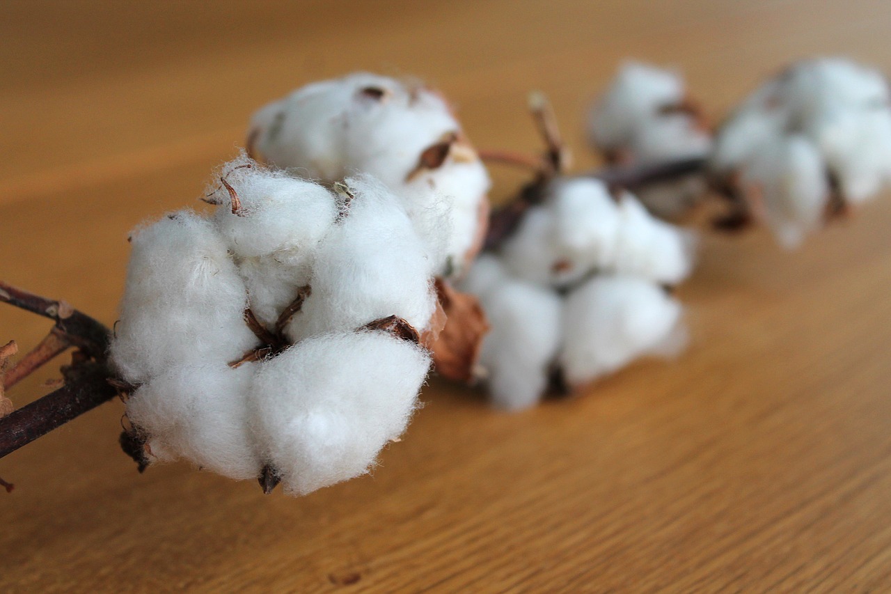 cotton-branch