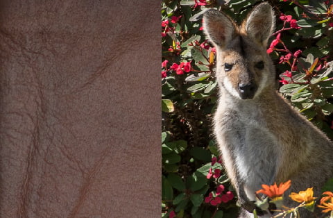 Kanguruleder kanguruleder