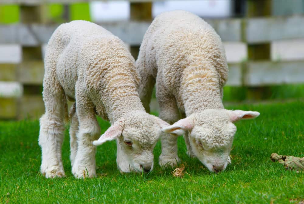 sheep-50914_1920-2 sheep-50914_1920-2