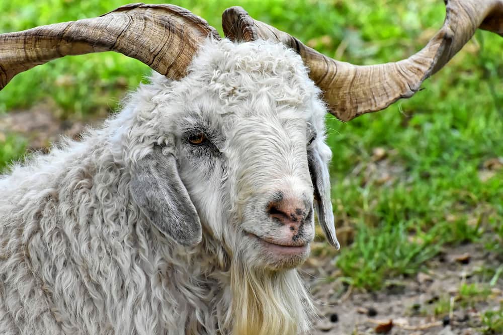 billy-goat-4368131_1280-2 billy-goat-4368131_1280-2