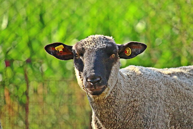 sheep-3514380_640 sheep-3514380_640