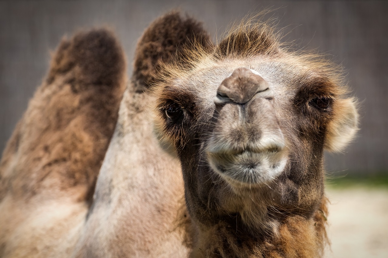 camel-1615446_1280