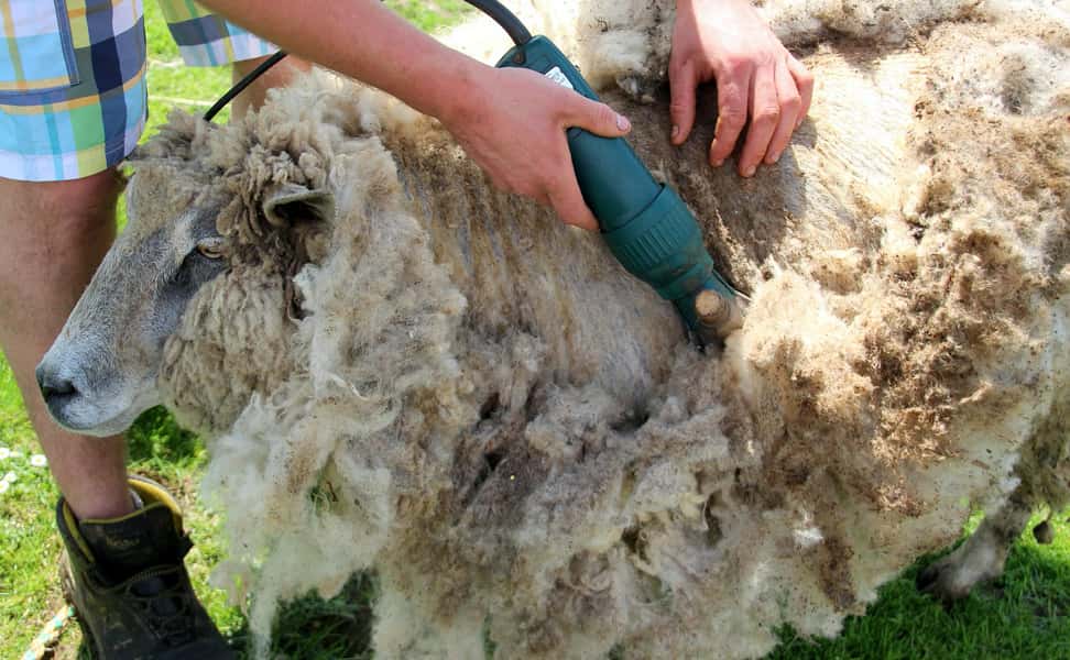 sheep-1421519_1280-pichi sheep-1421519_1280-pichi