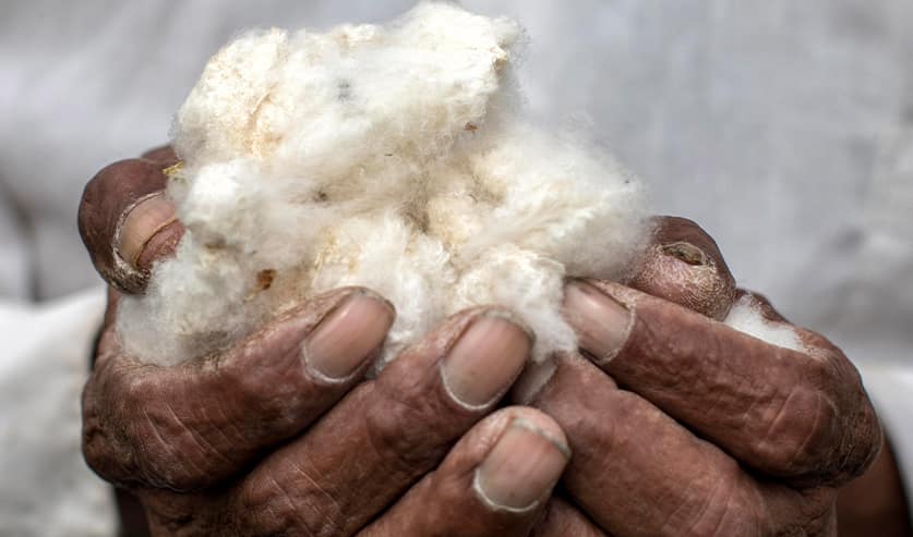 pima-cotton-pichi pima-cotton-pichi