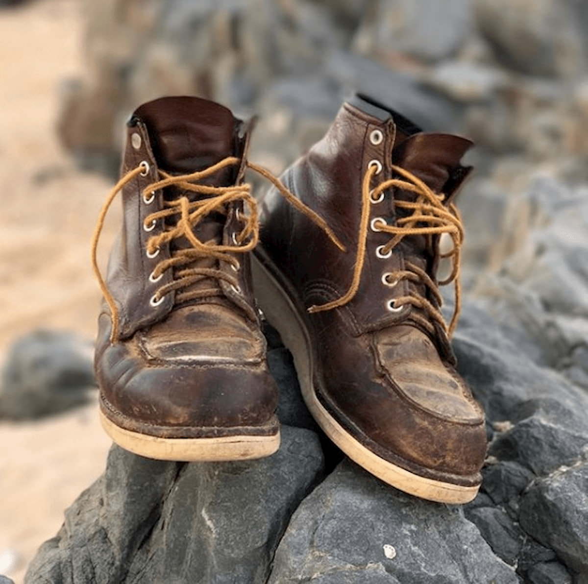 redwing-1
